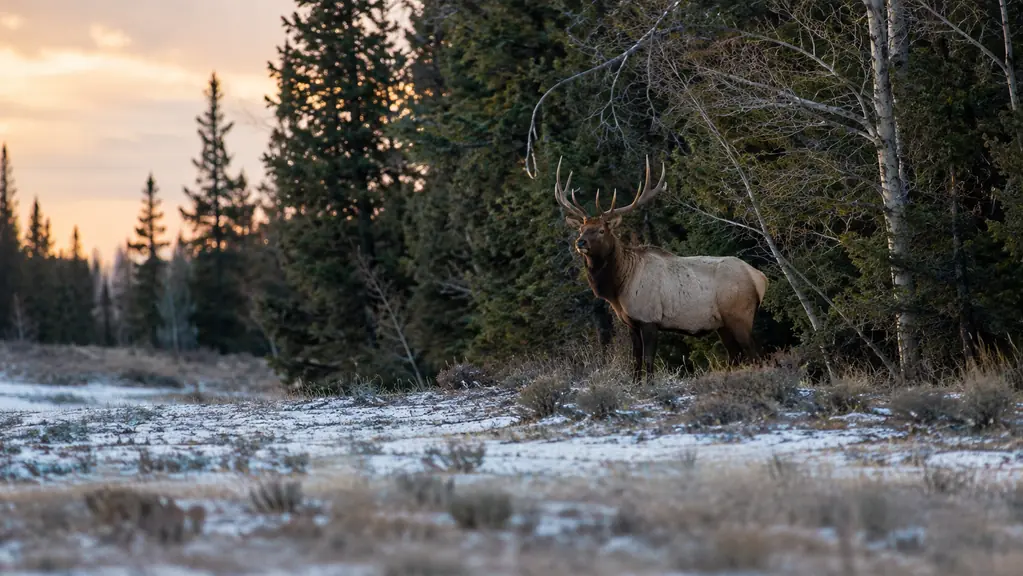 a bull elk at the edge of a timber stand in fading evening light